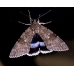 DUO Clifden Nonpareil Catocala fraxini with Red Underwing nupta 15 eggs of each SPECIAL PRICE